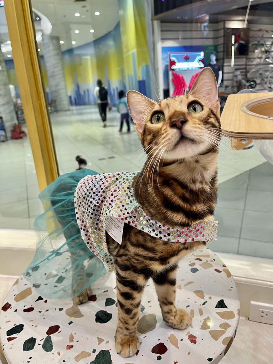 Một bé mèo Bengal tại CATFE