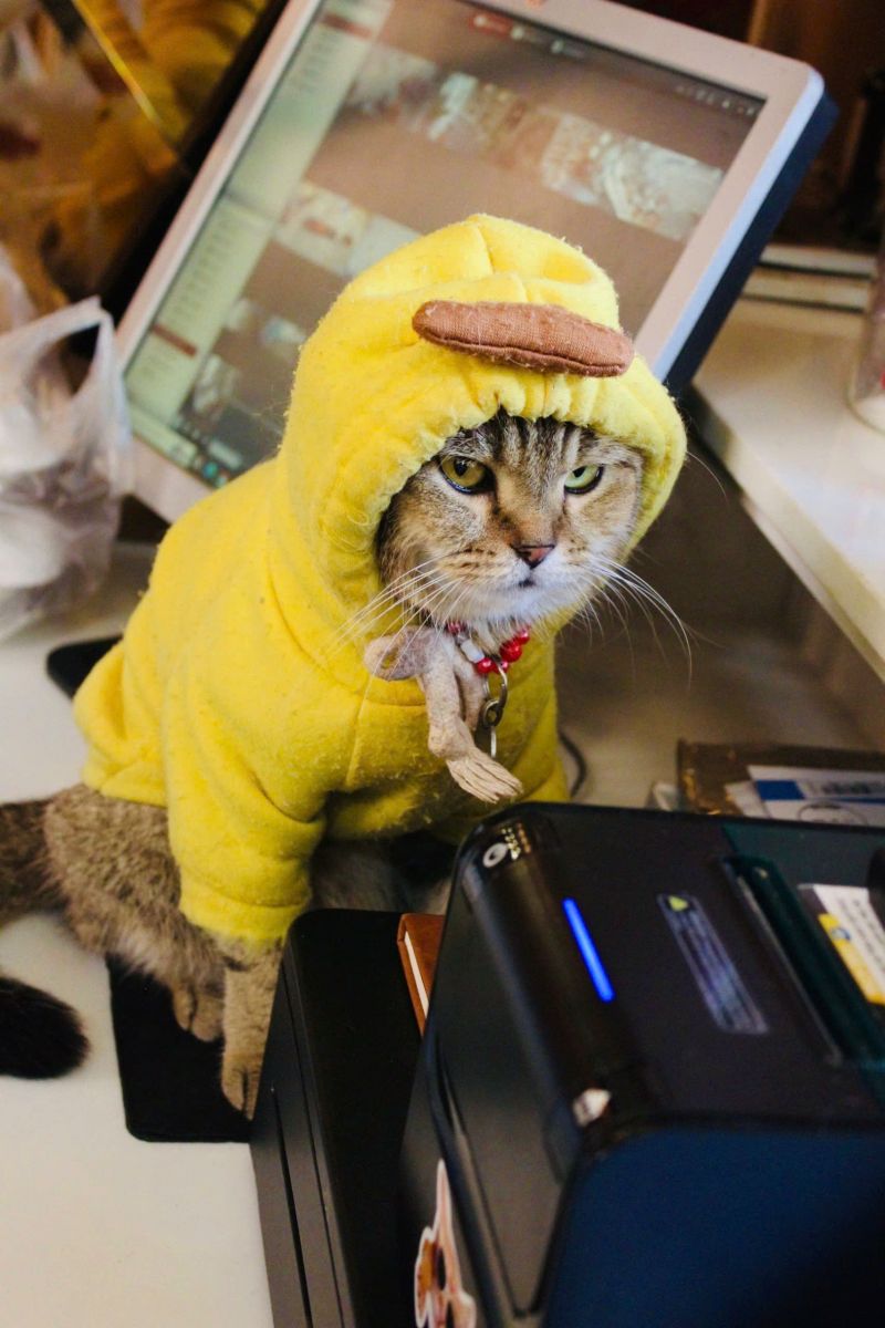 Một bé mèo CATFE mặc bộ đồ vịt vàng